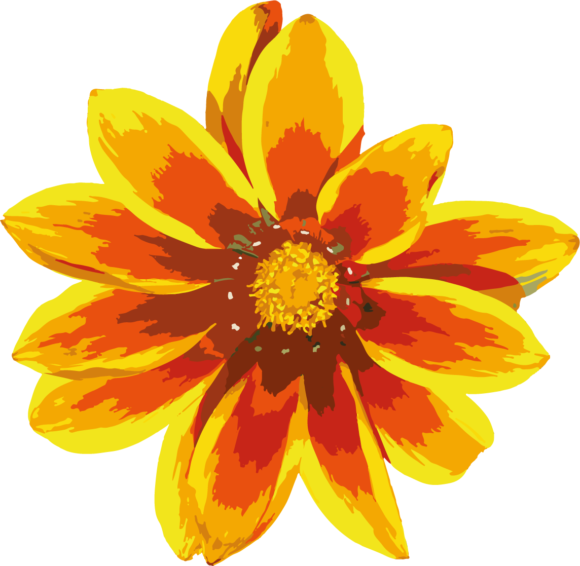 Gazania Png Image File (chocolate, gold, maroon, orange, black)