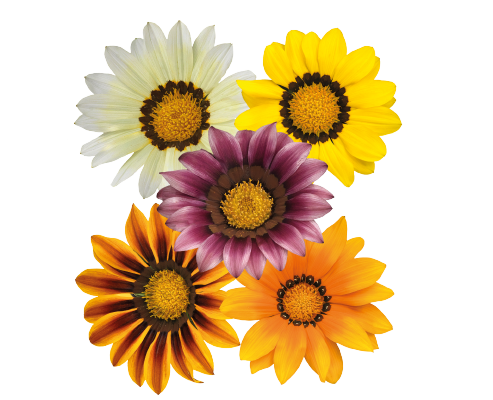 Gazania Png Image Hd (gold, white)