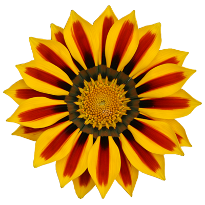 Gazania Png Image (gold, chocolate, olive, white)