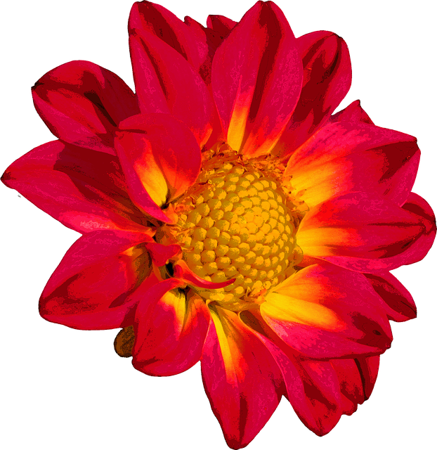 Gazania Png Images Hd (black, maroon, red)