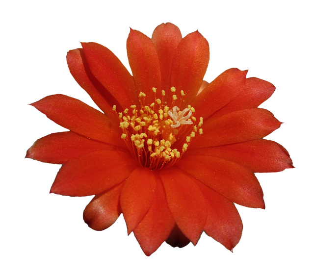 Gazania Png Images (black, maroon)