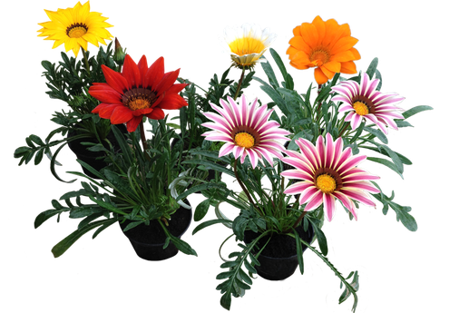 Gazania Png Photos (black)