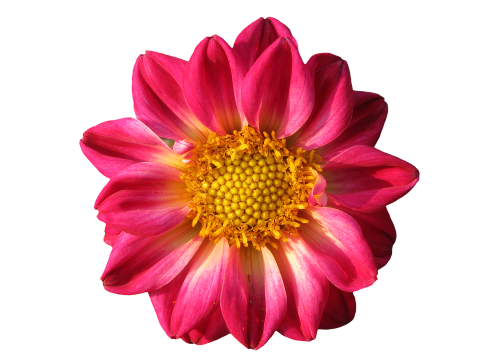 Gazania Png Pic (chocolate, black, salmon)