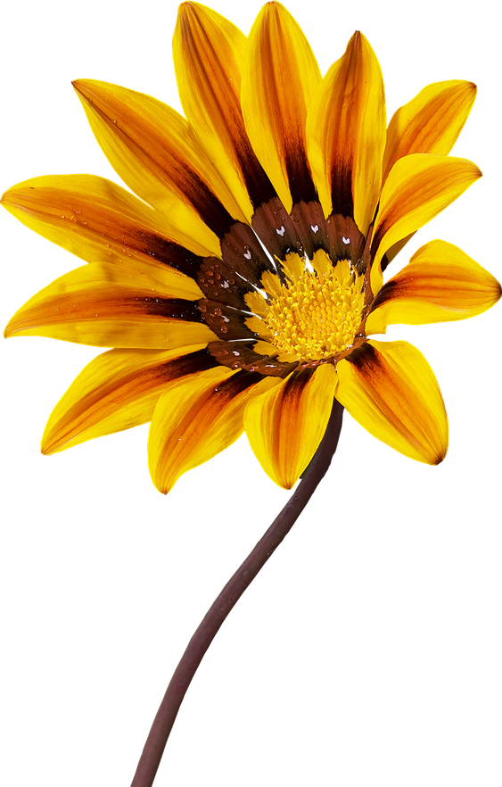 Gazania Png Picture (gold, black, orange)