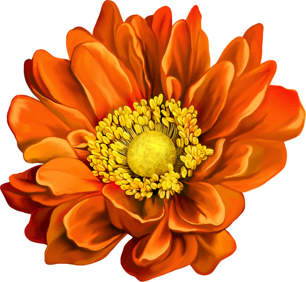 Gazania Png (chocolate, black, orange)