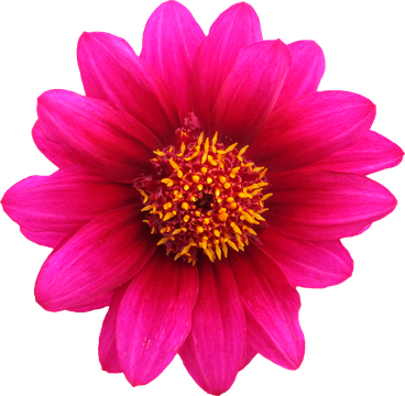 Gazania Transparent Background (black, purplish red)