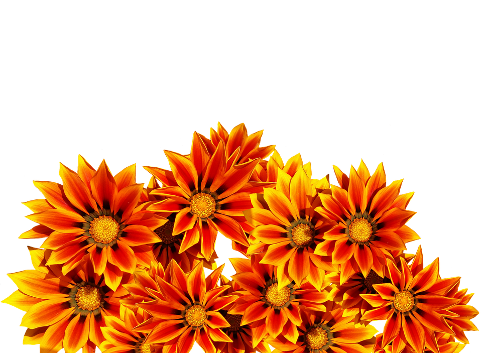 Gazania Transparent (gold, black, orange, red)