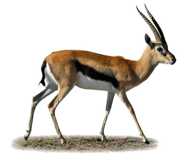 Gazelle Png Clipart (black)