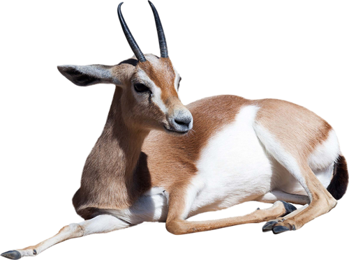 Gazelle Png File (black, lavender, white)