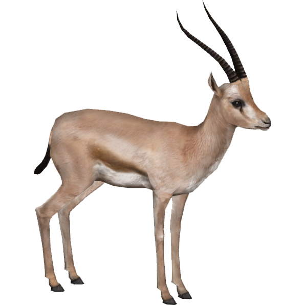 Gazelle Png Hd (beige, white)