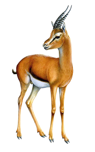 Gazelle Png Transparent Image (black)