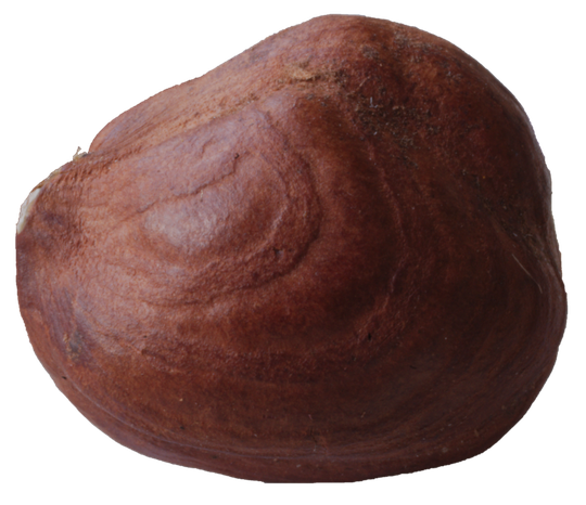 Hazelnut Png File (black)