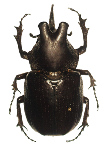 Scarab Beetle Transparent Png (black)