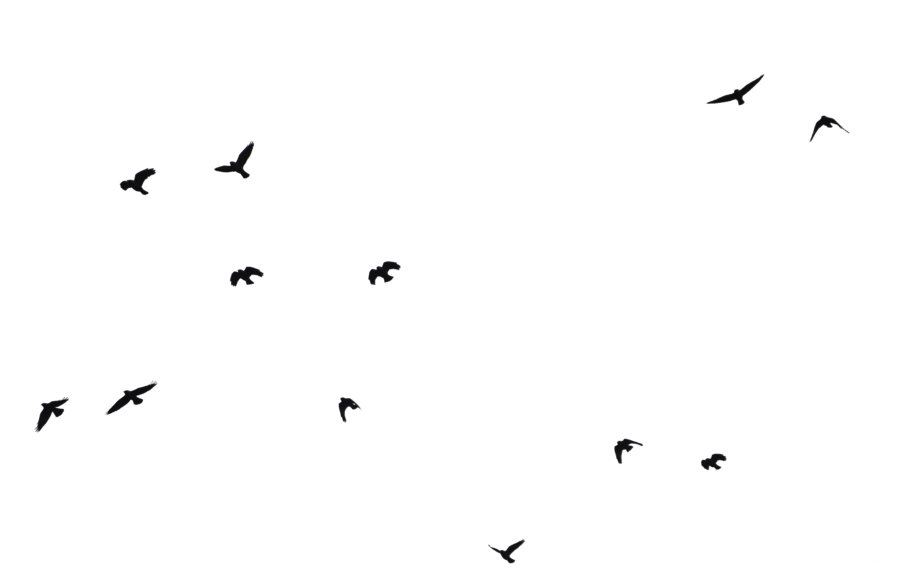 Ocean Birds Png Clipart (black)