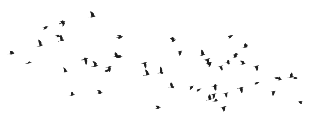 Ocean Birds Png Hd Image (black)