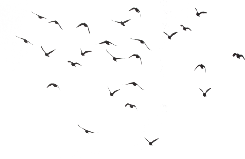 Ocean Birds Png Hd (black)