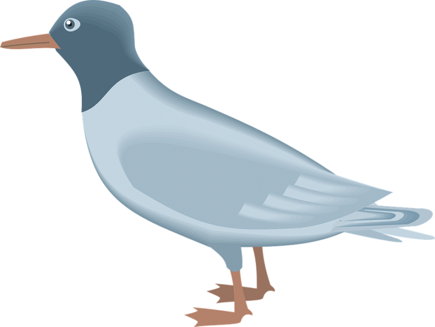 Ocean Birds Png Images (gray, white, silver)