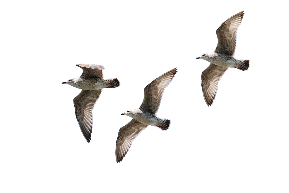 Ocean Birds Png Photo (black)