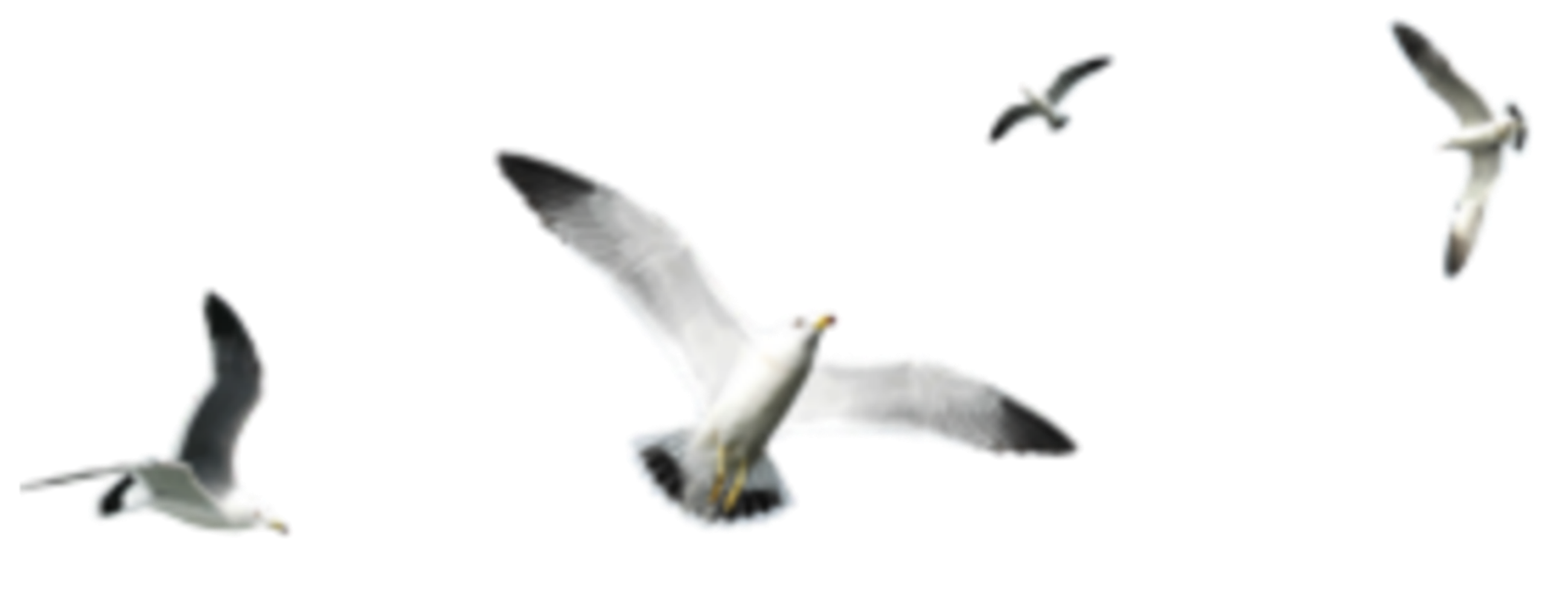 Ocean Birds Png Picture (black, white)