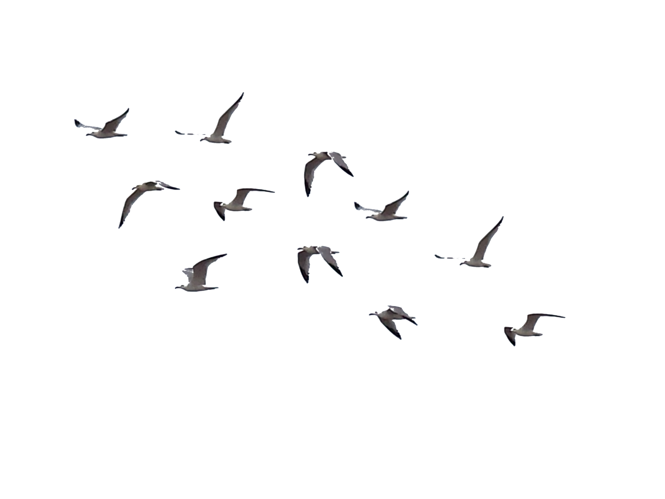 Ocean Birds Png Transparent Image (black)