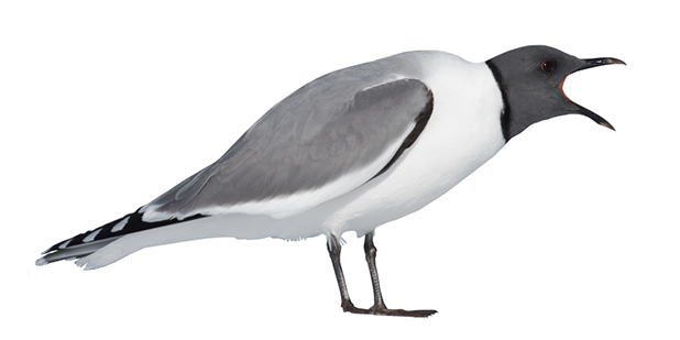 Ocean Birds Png Transparent Picture (lavender, black)