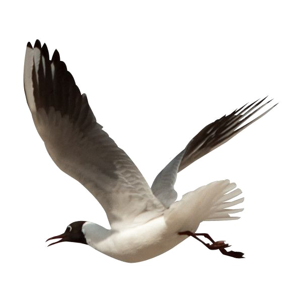 Ocean Birds Transparent Png (white, black)