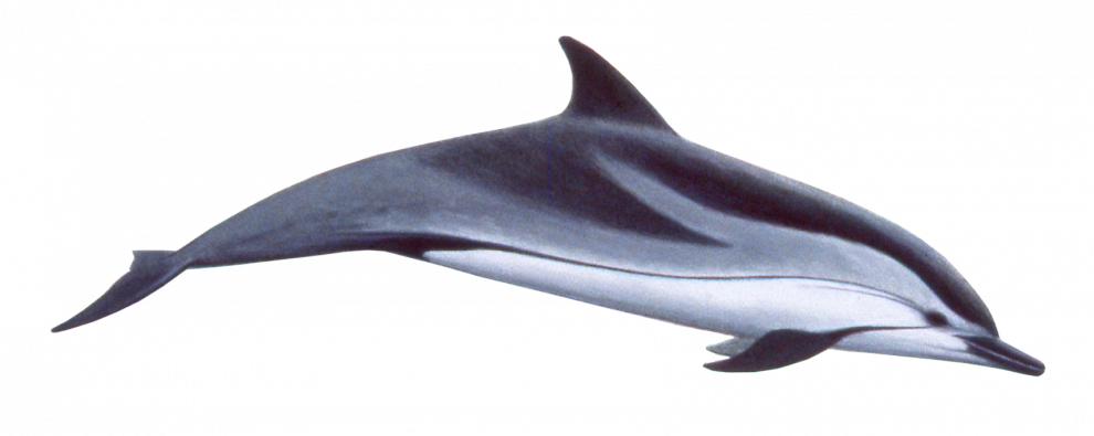 Oceanic Dolphins Png Free Download (lavender, black)