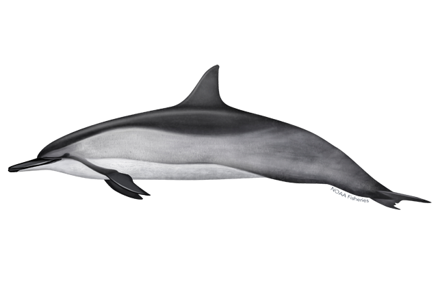 Oceanic Dolphins Png Hd Isolated (white, gray, lavender)