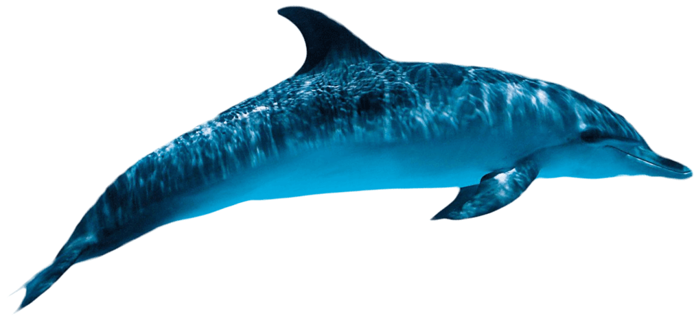 Oceanic Dolphins Png Hd (greenish blue, black, teal)