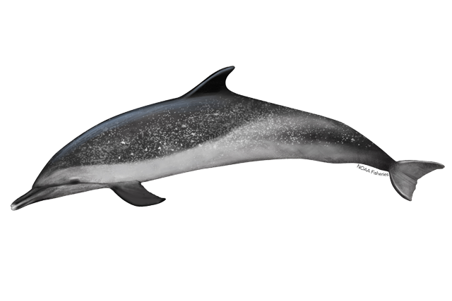 Oceanic Dolphins Png Isolated Hd (white, silver, lavender)