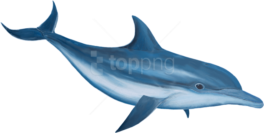 Oceanic Dolphins Png Isolated Pic (black, teal)