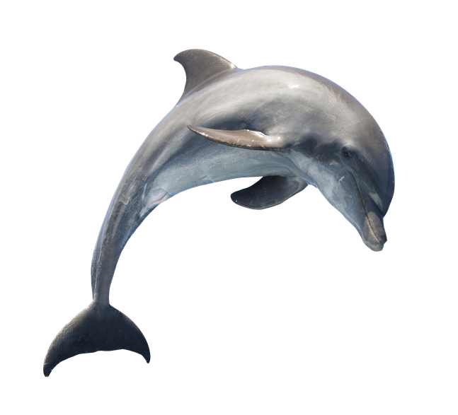 Oceanic Dolphins Png Photos (black)