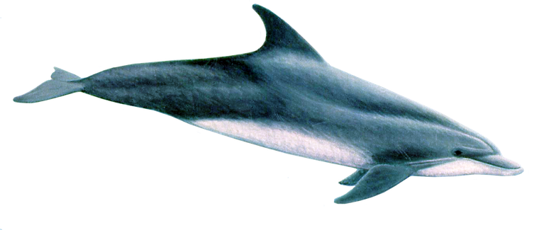 Oceanic Dolphins Transparent Png (black)