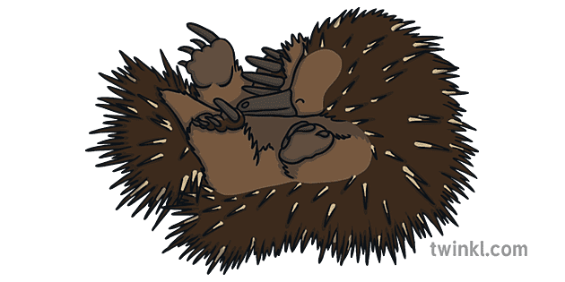 Echidna Png Clipart (olive, black, gray)