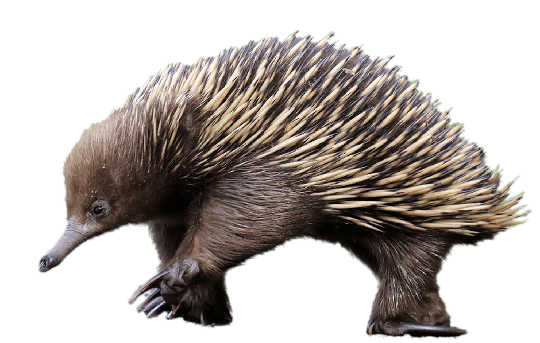 Echidna Png File (gray)