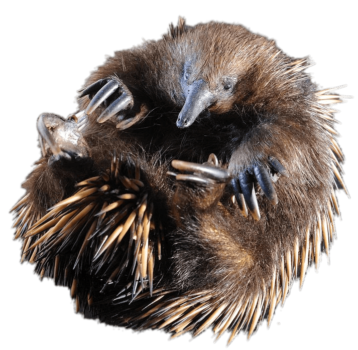 Echidna Png Image (black, gray)