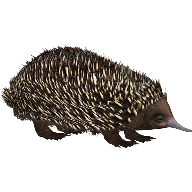 Echidna Png Photo (black)