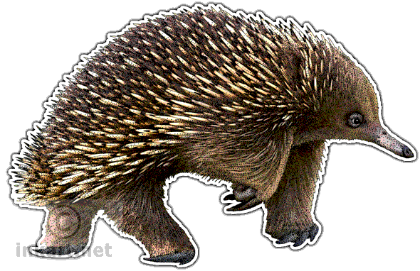 Echidna Png Photos (lavender, silver, white)