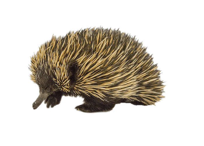 Echidna Png Pic (gray)