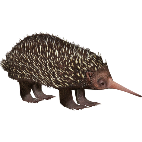 Echidna Png (black, maroon)