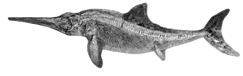 Ichthyosaur Half Life No Background (gray)