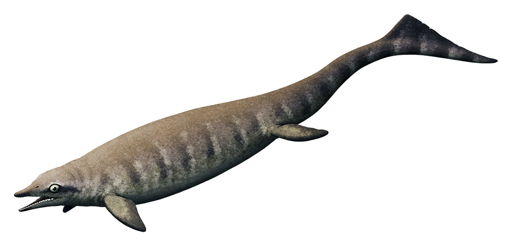 Ichthyosaur Half Life Png Photos (indigo, black, white)