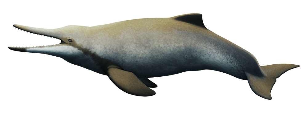 Ichthyosaur Png Picture (black, white)