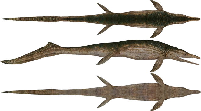 Ichthyosaur Transparent Png (black)