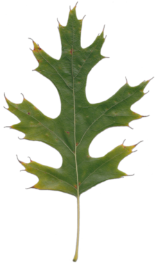 Acorn Leaf Png Cutout (black)