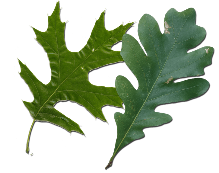 Acorn Leaf Png Hd Image (black, olive)