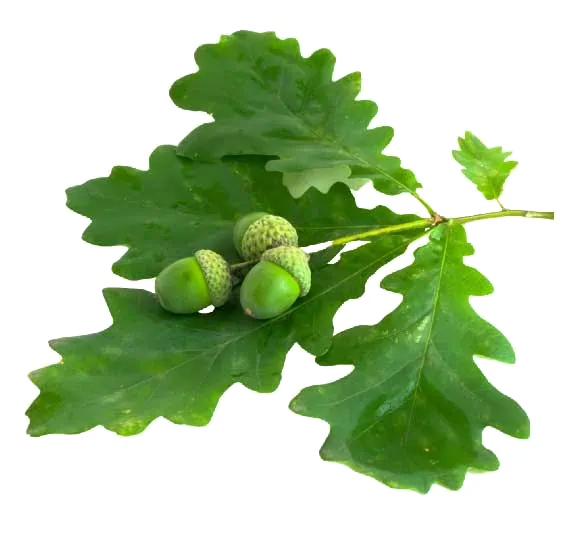 Acorn Oak Background Png (white)