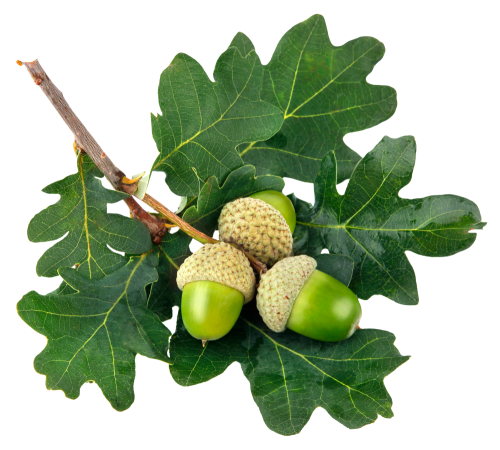 Acorn Oak Png Clipart (black)