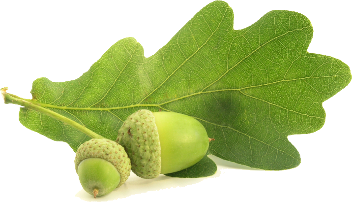 Acorn Oak Png Free Image (olive, white)