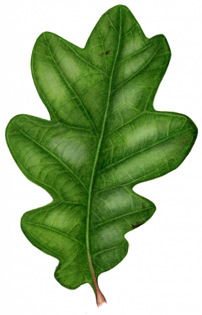 Acorn Oak Png Image File (black)